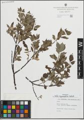 Foto von Salix myrsinifolia Salisb.